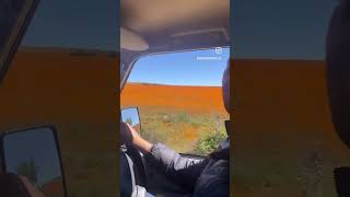 Namaqua Wildflower Wonder 📍 South Africa africaadventure travel africa overlander selfdrive [upl. by Joab]