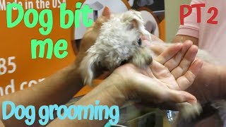 Matted Maltipoo Bit the Groomer Part 2 [upl. by Yddor839]