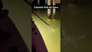 Catching fish by spire fishinglife fishtank fisherman fishvideo river aquarium catfish fish [upl. by Eceinej120]