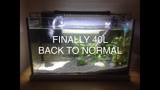 40l FISH TROPICAL FISH TANK HAVING A SORT OUT AND INTRODUCING NEW FISH [upl. by Kerstin889]