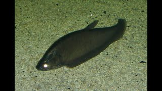 Bronze Featherback knifefish [upl. by Avner345]