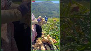 Ginger planting Ginger planting tips Ginger planting technology ginger cutting skills foryou [upl. by Ativak]