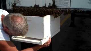 How to capture a swarm of bees honey bees [upl. by Yadrahc]