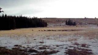 Elk stampede [upl. by Dyanna]