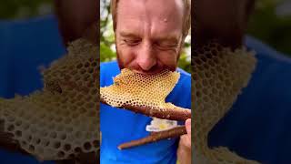 тренд мой вернулся honey honeybee bee honeycomb beelife food nature wildhoneybees [upl. by Teriann]