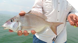 How to catch Porgy Scup with artificial bait [upl. by Ardnas23]