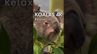 KOALAS 4K Relaxation Music For Stress Relief [upl. by Antsirhc99]