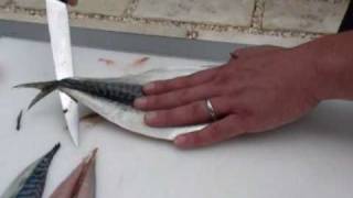 Passionate About Fish  How to fillet a Mackerel [upl. by Zenobia]