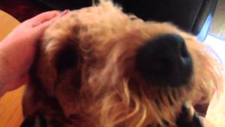 Airedale singing [upl. by Stanislaw]