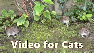 Cat TV Mice  Garden Mouse Adventure  Mice for Cats to Watch [upl. by Culbertson]