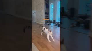 Alfons got speed… cat devonrex cute [upl. by Cowie]