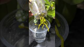 Good tips growing orchids without watering diy garden [upl. by Oniger381]