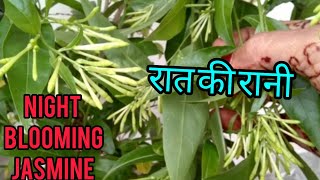 How to Grow amp Care Cestrum NocturnumQueen of NightCestrum Nocturnumरातरानी पौधे की देखभाल ऐसे करे [upl. by Yerfoeg]