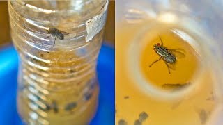 DIY FLY Trap to Get Rid of Flies and Fruit Fly [upl. by Aihselat]