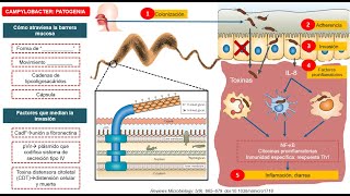 Bacteriología Campylobacter spp y Arcobacter spp [upl. by Atterehs]