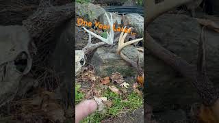 Buried Deer Skulls skull antlers rack deer deerhunting archery archeryhunting [upl. by Leatri968]