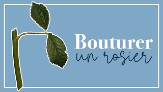 Bouturer un rosier pour débutants les règles de base [upl. by Denzil]