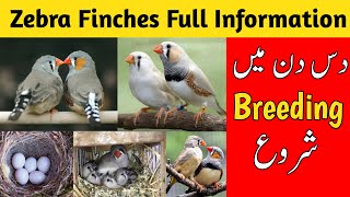 Zebra finch breeding tips  zebra finches complete information  zebra finches care and breeding [upl. by Knorring306]