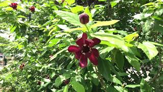 Learn to Grow Carolina Allspice [upl. by Naam]