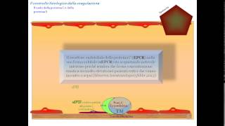 fisiopatologia della coagulazione il controllo fisiologico la fibrinolisi e inibitori [upl. by Essirahs814]