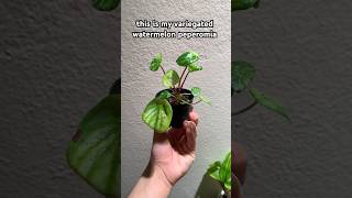 variegated watermelon peperomia plants plant plantshorts nature houseplants indoorplants [upl. by Sakhuja224]