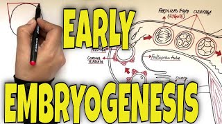 What is Fertilization Gastrulation and Neurulation  Overview [upl. by Benedetta66]