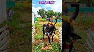 MGRஅவர்களின் புதுவரவு சூரி20 jallikattu shortsfeedviralshortstrendingshortscowbullkangayam [upl. by Llertak751]