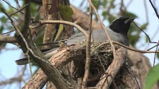 Blackfaced Cuckooshrike 23 [upl. by Yralam]