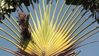 Travellers palm Ravenala madagascariensis [upl. by Giff4]