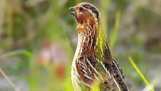 female batair ki awaz  female batair morning quail 👈🔊 [upl. by Laural180]