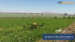 Aspersión Foliar con Dron en Cultivo de Cebada [upl. by Dumanian842]