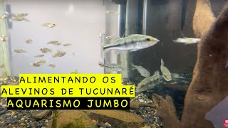 Alimentando os alevinos de tucunare  aquarismo jumbo [upl. by Aihsiyt]