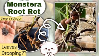 How to care for Monstera plant  Monstera Leaves drooping  Save Monstera Deliciosa from Root Rot [upl. by Grubman875]