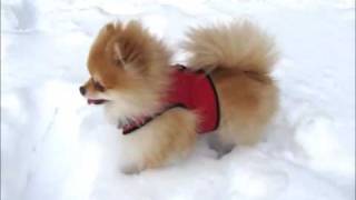 Pomeranians in the snow [upl. by Seidnac]