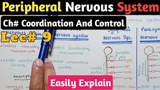 Peripheral Nervous System  Ganglia amp Nerve  Class 12 Biology [upl. by Busch]