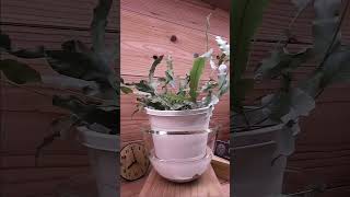 bottom watering plants 5 hours in 7 seconds timelapse indoorplants bottomwatering [upl. by Hefter]