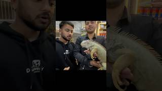 EXOTIC PETS SHOP MUMBAI  IGUANA  DOGS  CATS  BIRDS pet petlover [upl. by Sharia744]