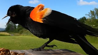 Redwinged Blackbird Song Male or Female [upl. by Atikram593]