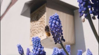 BeeHome Die faszinierende Welt der Wildbienen entdecken [upl. by Aisined]