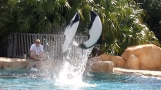 Commersons Dolphin Training Session at Aquatica Orlando 91013 [upl. by Novek]