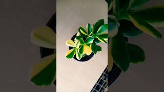 crassula ovata plants shorts plants garden viralvideo [upl. by Tnayrb]