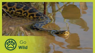 The Pantanal Brazil’s Wild Heart  Wildest Latin America  Go Wild [upl. by Tudela]