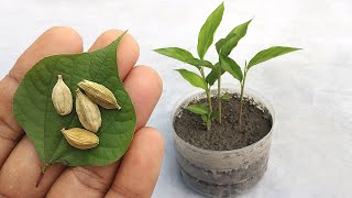 Grow cardamom from seeds  Grow Properly at home  Grow plants from seeds [upl. by Narahs185]