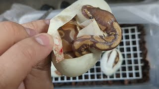 Ball Python Egg Cutting Ultramel Pieds [upl. by Innis357]