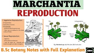 MARCHANTIA Reproduction in Marchantia Gametophytic Generation Bsc Botany Notes ZBC [upl. by Atiuqam]