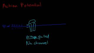 Resting potential and action potential [upl. by Onitsuaf]