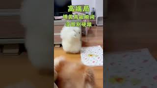 Highend game funny moments no pictures no hardship Pomeranian alliance Pomeranian the fun [upl. by Ner]