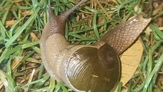 snail  slug Cantareus apertus gastropod shell snails nature shell animals photography [upl. by Nafri]