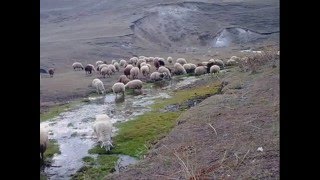 ERZURUM KÜRDÜN KIZI HALAY [upl. by Garlaand]