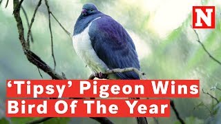 New Zealand Crowns ‘Drunk’ Pigeon Bird Of The Year [upl. by Elexa]